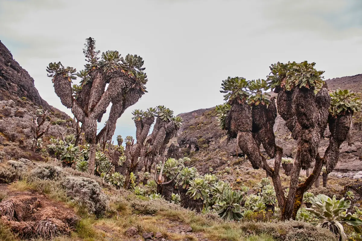 La vegetación va cambiando a medida que se asciende al Kilimanjaro